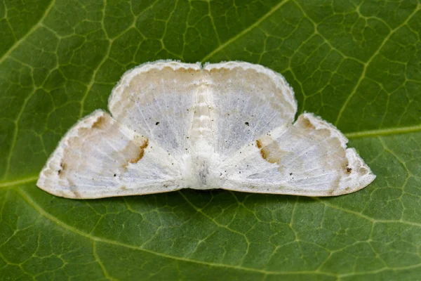 Afbeelding van de vlinder vlinder (Lasiocampidae) op groen verlaat. Insect — Stockfoto