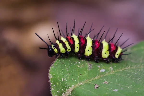 Obrázek housenka Bug na zelených listech. Hmyzu zvíře — Stock fotografie