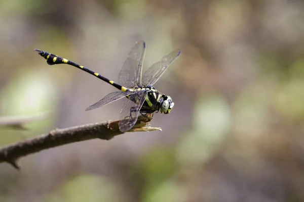 Image of a Dragonfly (Ictinogomphus Decoratus) on nature backgro — Stock Photo, Image