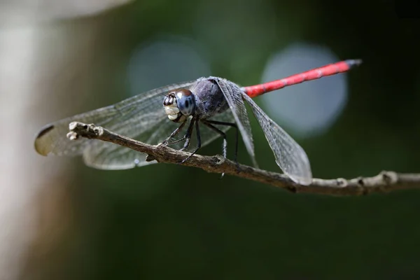 Image of dragonfly perched(Lathrecista asiatica)on a tree branch — Stock Photo, Image