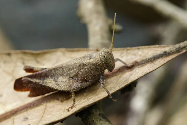 Imagen de un saltamontes marrón (Apalacris varicornis) en licencia seca —  Fotos de Stock