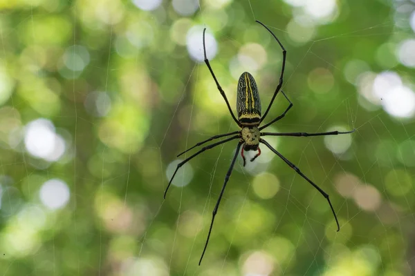 Image of Spider Nephila Maculata, Gaint Long-jawed Orb-weaver in — Stock Photo, Image