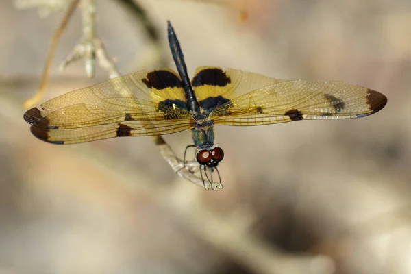 Bilden av en rhyothemis phyllis trollsländor på en trädgren. Infoga — Stockfoto