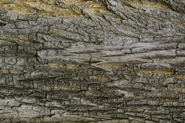 Texturu dřeva s přírodními vzory, pozadí staré panely, b — Stock fotografie