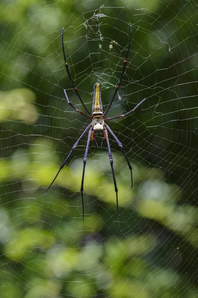 Image of Spider Nephila Maculata, Gaint Long-jawed Orb-weaver in — Stock Photo, Image