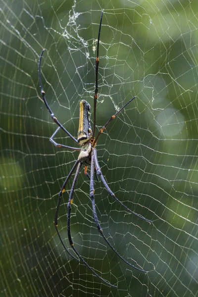Image of Spider Nephila Maculata, Gaint Long-jawed Orb-weaver in — Stock Photo, Image