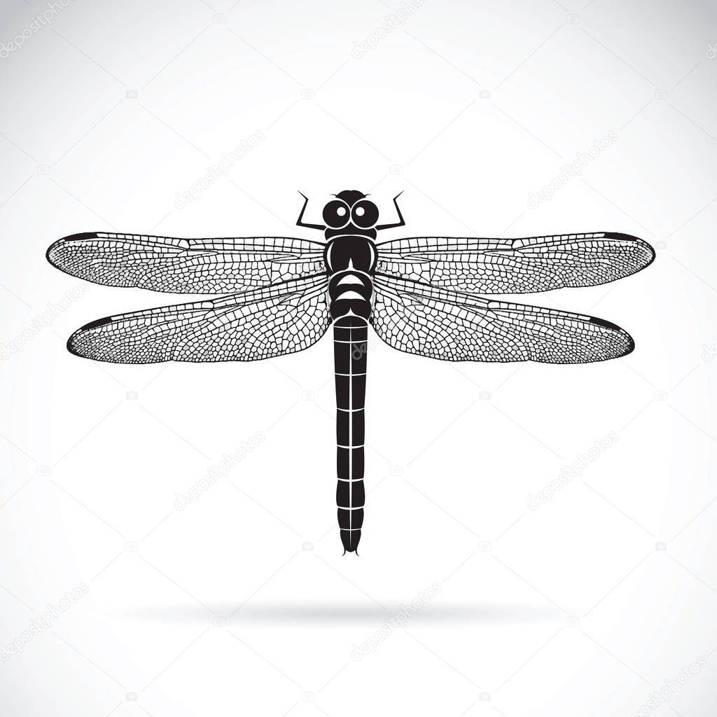 Vector of dragonfly on white background. Insect Animal.