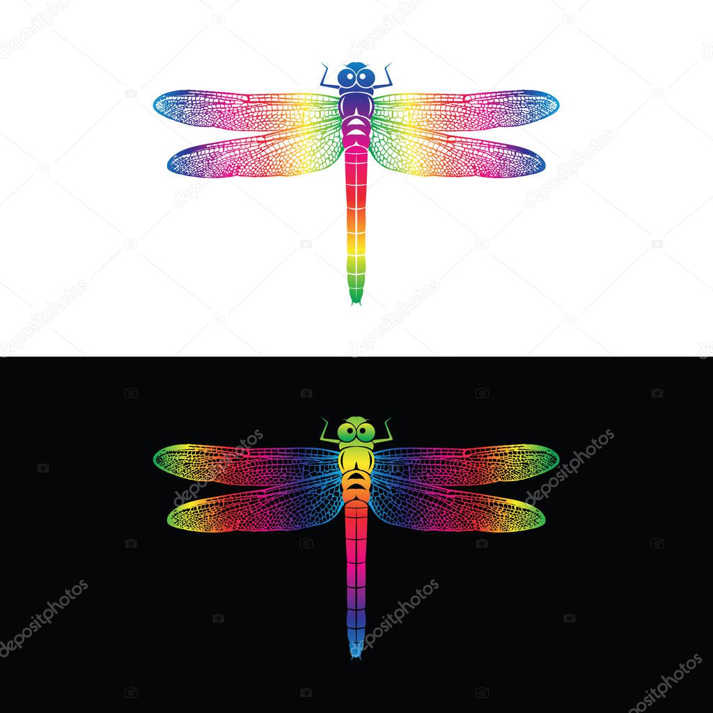 Vector of colorful dragonfly design on white background and  on 