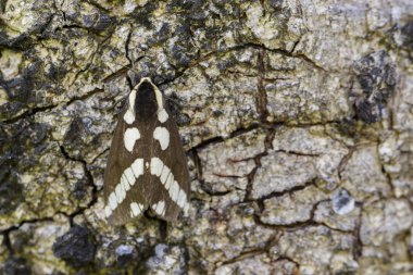 Image of Moth (Nannoarctia tripartita) on tree. Insect. Animal. clipart