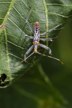 Bir suikastçı hatanın yeşil yaprakları üzerinde görüntü. Böcek. Hayvan