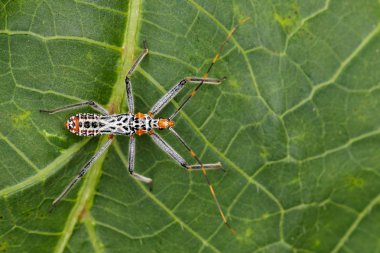 Bir suikastçı hatanın yeşil yaprakları üzerinde görüntü. Böcek. Hayvan
