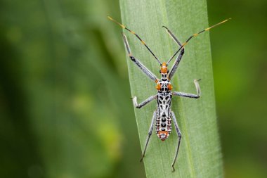 Bir suikastçı hatanın yeşil yaprakları üzerinde görüntü. Böcek. Hayvan