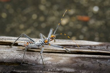 Görüntü Kuru kereste bir suikastçı hata. Böcek. Hayvan