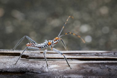 Görüntü Kuru kereste bir suikastçı hata. Böcek. Hayvan