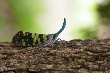 Pyrops viridirostris fener hata ya da lanternfly (Pyrops görüntü 