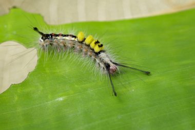 Solucan üzerindeki yeşil yaprak, natur içinde ortak bir sürüngen görüntüsünü