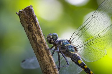 Tetrathemis Platyptera yusufçuk görüntüsünü / Pigme Skimmer bir b