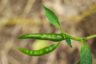 Yeşil biber doğa arka plan görüntüsü. Gıda