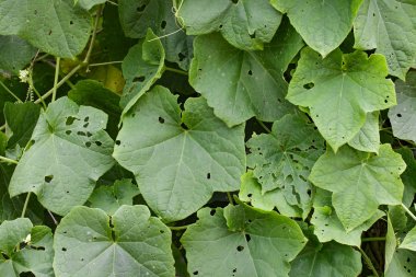 Görüntü arka plan doku tasarımınız için yeşil yaprak.