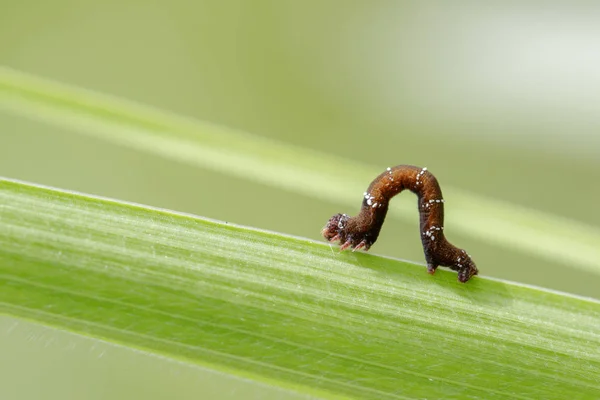 Imagem de lagarta marrom em folhas verdes. Inseto. Animais . — Fotografia de Stock