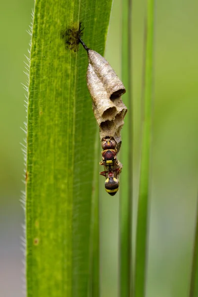 Gambar Common Paper Wasp (Ropalidia fasciata) dan sarang tawon di — Stok Foto