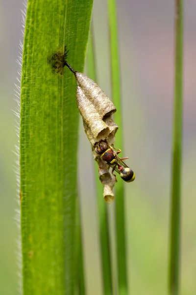 Εικόνα κοινή σφήκα χαρτί (Ropalidia fasciata) και φωλιά σφήκα στο — Φωτογραφία Αρχείου