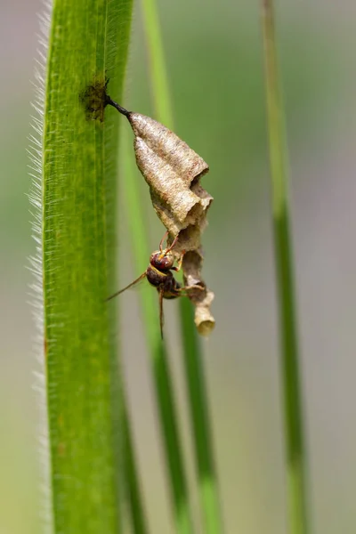 普通纸黄蜂 （Ropalidia 育） 和黄蜂巢上的形象 — 图库照片