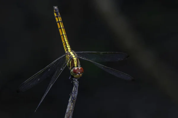 Obrázek crimson dropwing vážek (samice) / aurora Trithemis na — Stock fotografie