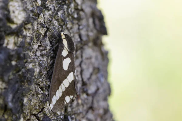 Bild der Motte (nannoarctia tripartita) am Baum. Insekt. Tier. — Stockfoto