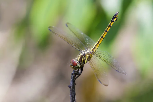 Image of crimson dropwing dragonfly (female) / Trithemis aurora on — стоковое фото