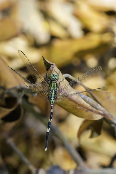 Изображение танцующей стрекозы (Trithemis pallidinervis) на d — стоковое фото