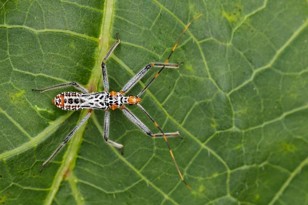 Bir suikastçı hatanın yeşil yaprakları üzerinde görüntü. Böcek. Hayvan