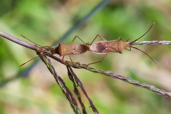 Image de Cletus rusticus Bug (Hemiptera) Accouplement sur fond de nature — Photo