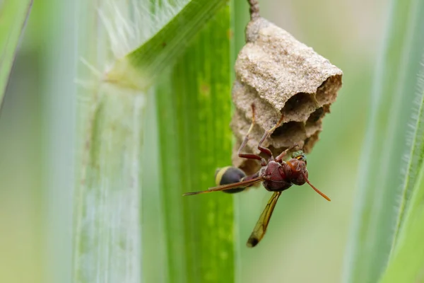 Imagem da Vespa de Papel Comum (Ropalidia fasciata) e ninho de vespas em — Fotografia de Stock