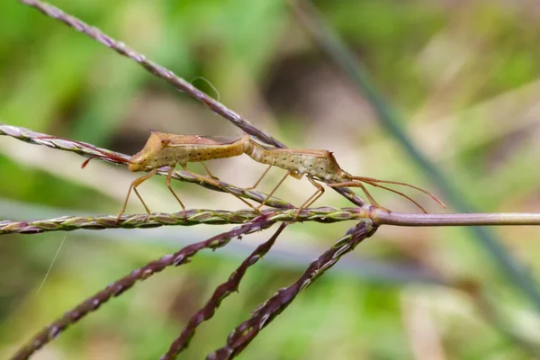 自然の backgro のクレタス rusticus Bug(Hemiptera) 交尾の画像 — ストック写真