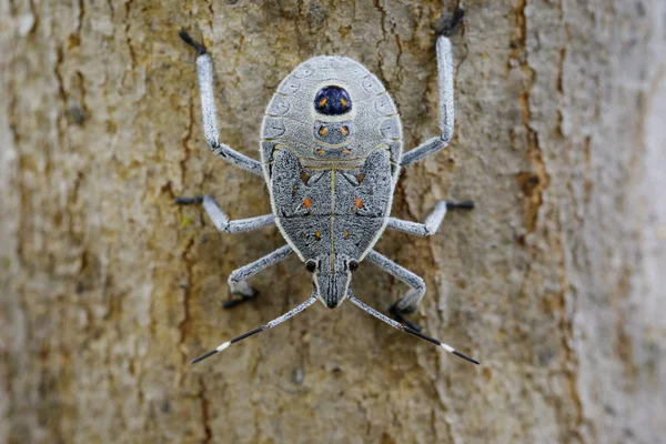 Billede af Hemiptera insekt på træ. Insekt. Dyreart . - Stock-foto
