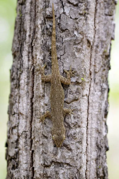 Bilden av en gecko(Hemidactylus) på träd. Reptil. — Stockfoto