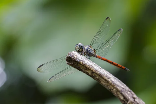 Afbeelding van een Aziatische bloed staart dragonfly (Lathrecista asiatica) op een boomtak. Insect. — Stockfoto