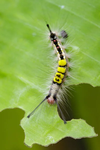 Imagem de verme em uma folha verde, Um réptil que é comum na natur — Fotografia de Stock