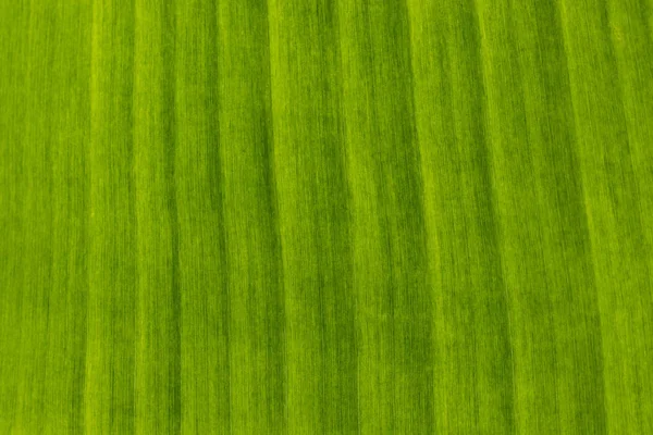 Image of background texture of banana leaf for your design. — Stock Photo, Image