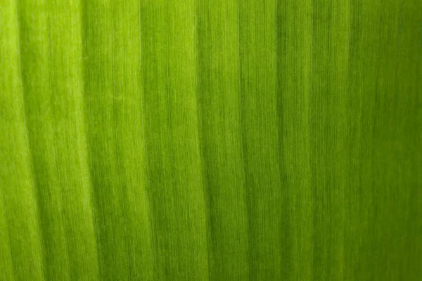 Image of background texture of banana leaf for your design. — Stock Photo, Image