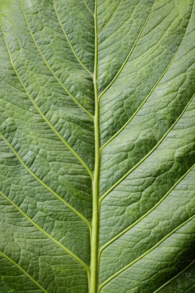 Wizerunek tekstura tło zielony liści do projektowania. — Zdjęcie stockowe