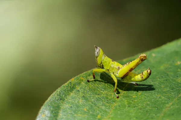 Imagen de bebé verde mono saltamontes en hojas verdes. Insecto A —  Fotos de Stock