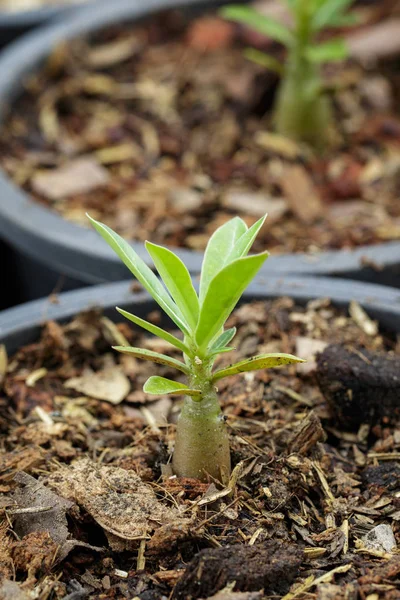 Penutup dari bibit kecil azalea dalam pot . — Stok Foto