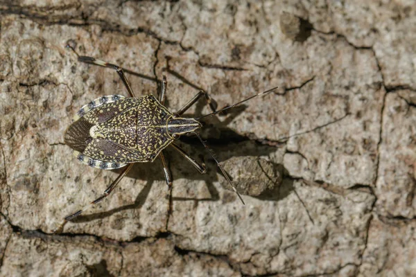 Pis böcek (Erthesina fullo) ağaç üzerinde görüntü. Böcek. Hayvan