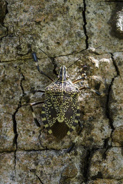 Image of stink bug (Erthesina fullo) on tree. Insect. Animal — Stock Photo, Image
