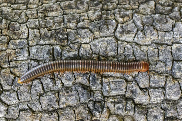 Ağaç üzerinde bir kırkayak görüntüsü. Böcek. Hayvan — Stok fotoğraf