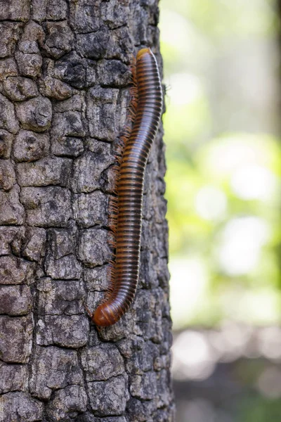 Imagen de un milípedo en el árbol. Insecto. Animales. —  Fotos de Stock