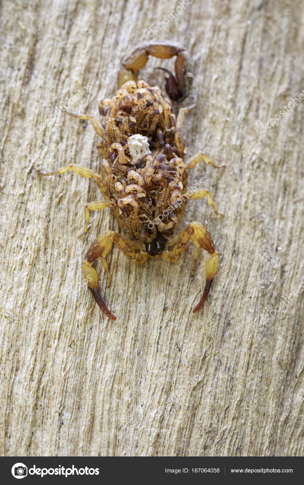 Image Of Scorpion With Baby On Back Insect Animal Stock Photo By C Yod67