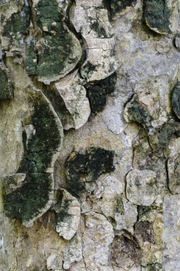 Ahşap doku doğal desenler, arka plan eski panelleri, b